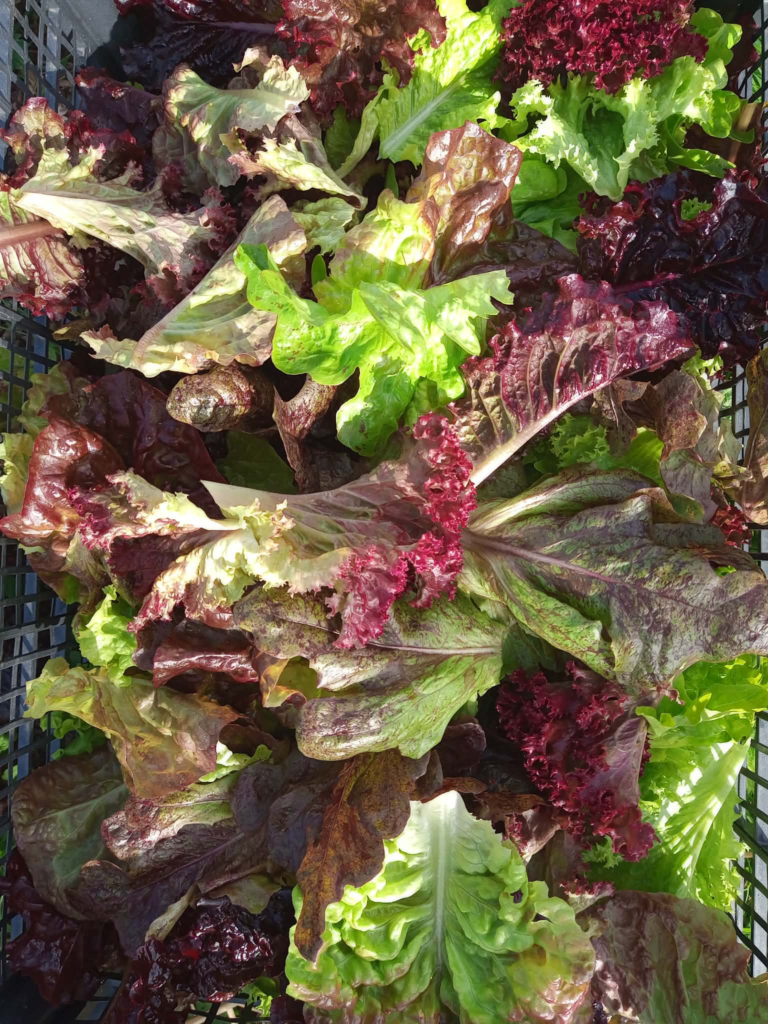 Image of Salads and Herbs