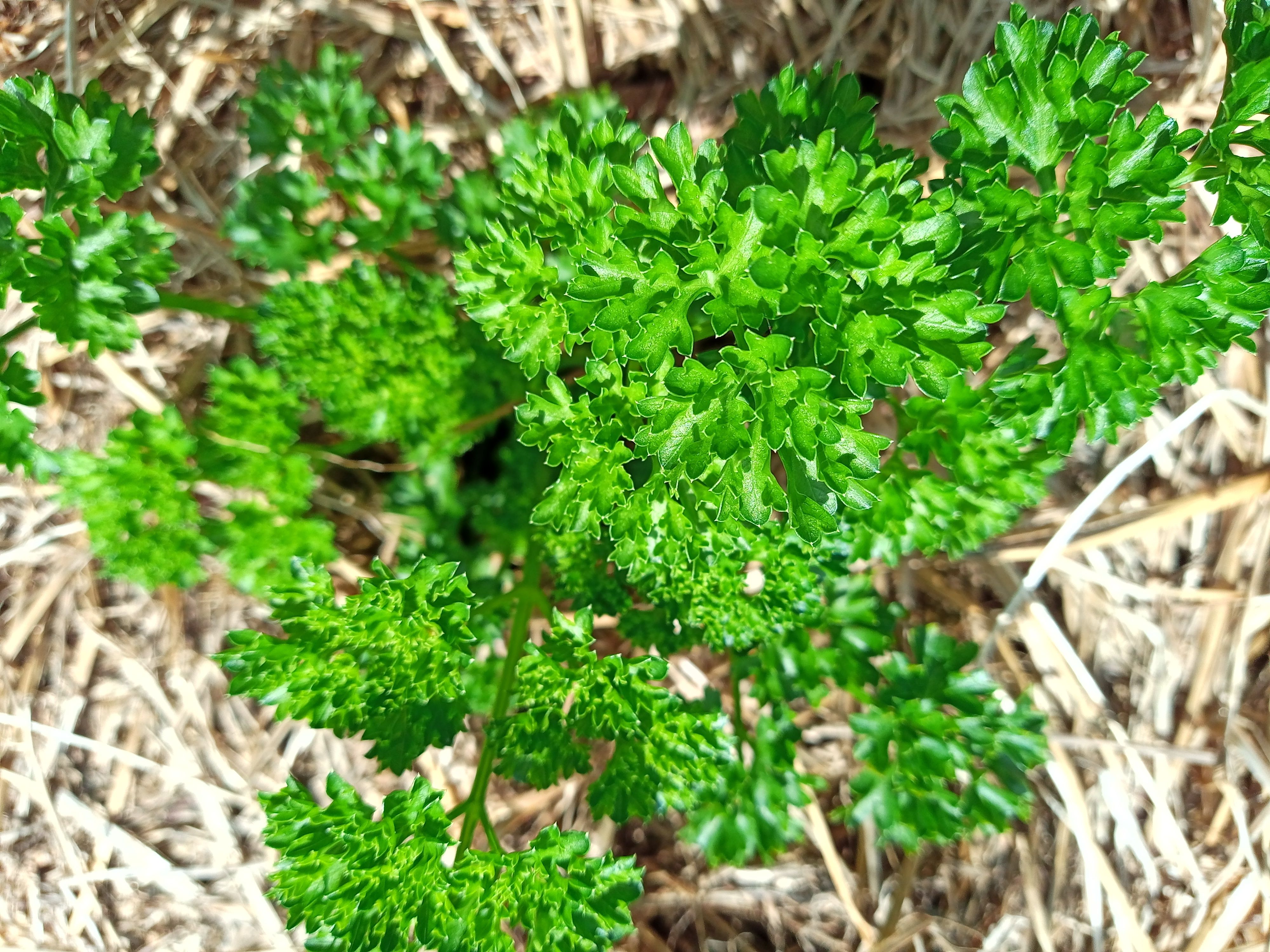 Image of Curly Parsley
