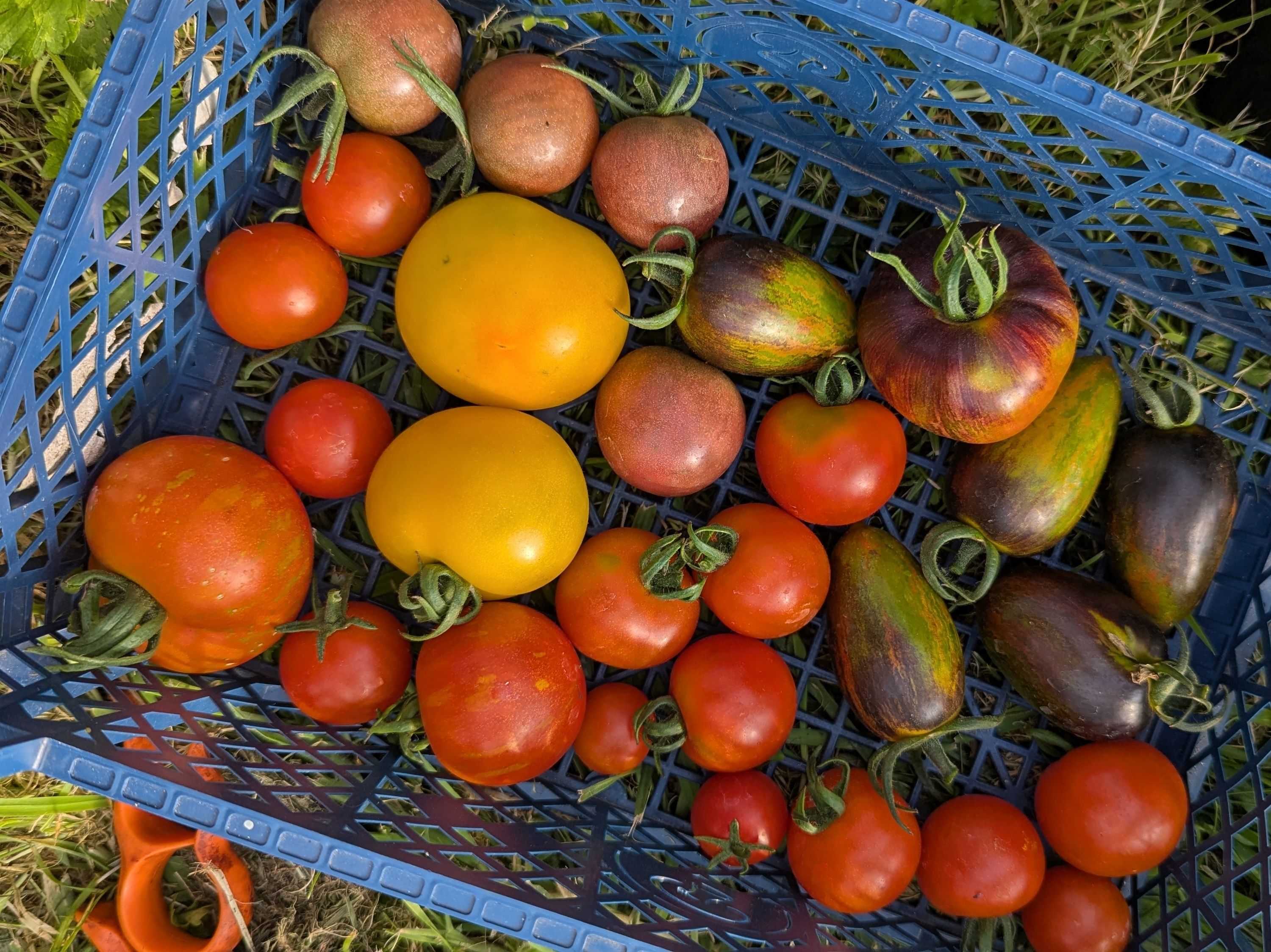 Image of Tomatoes