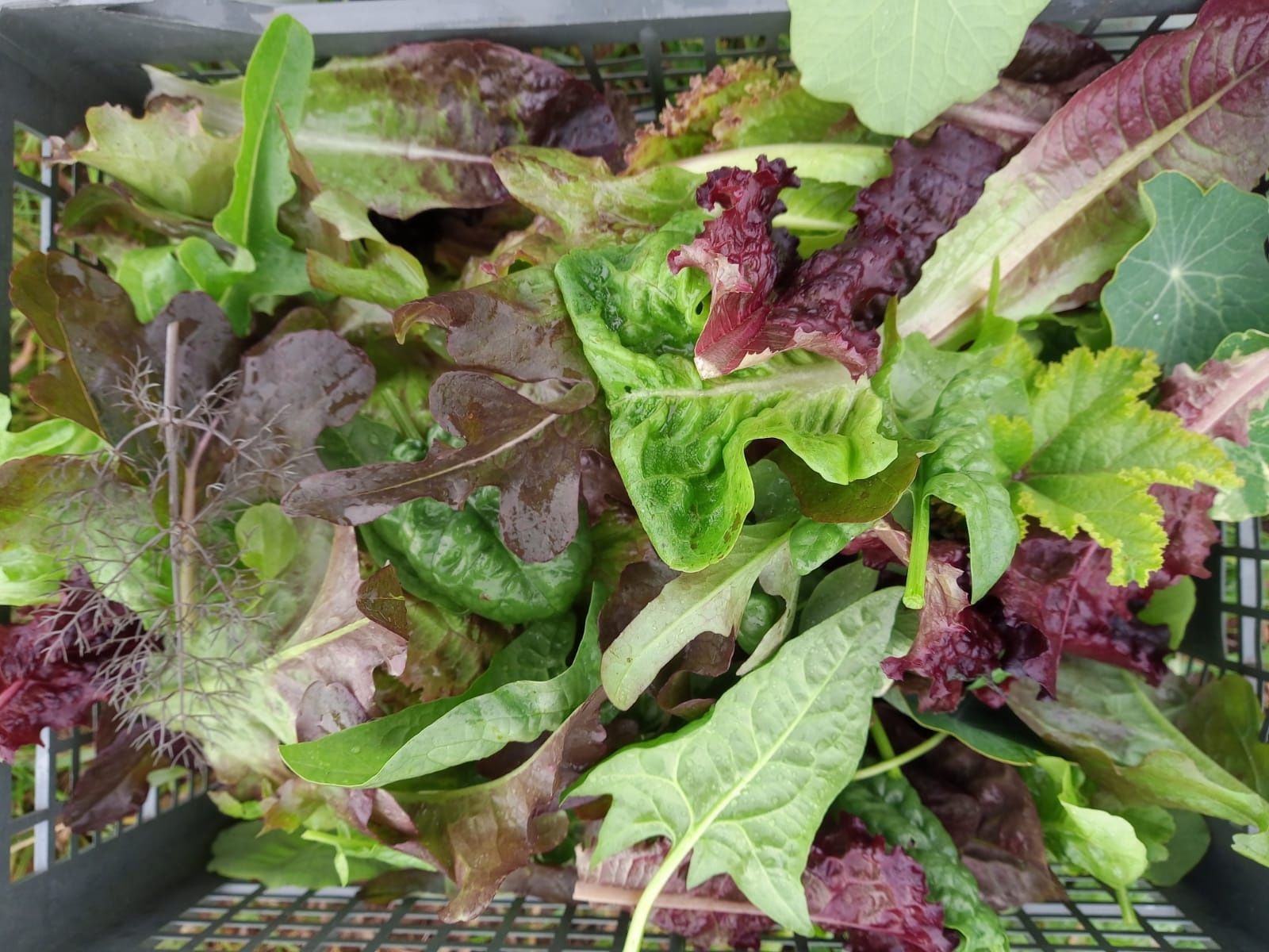 Image of Salad bag - large