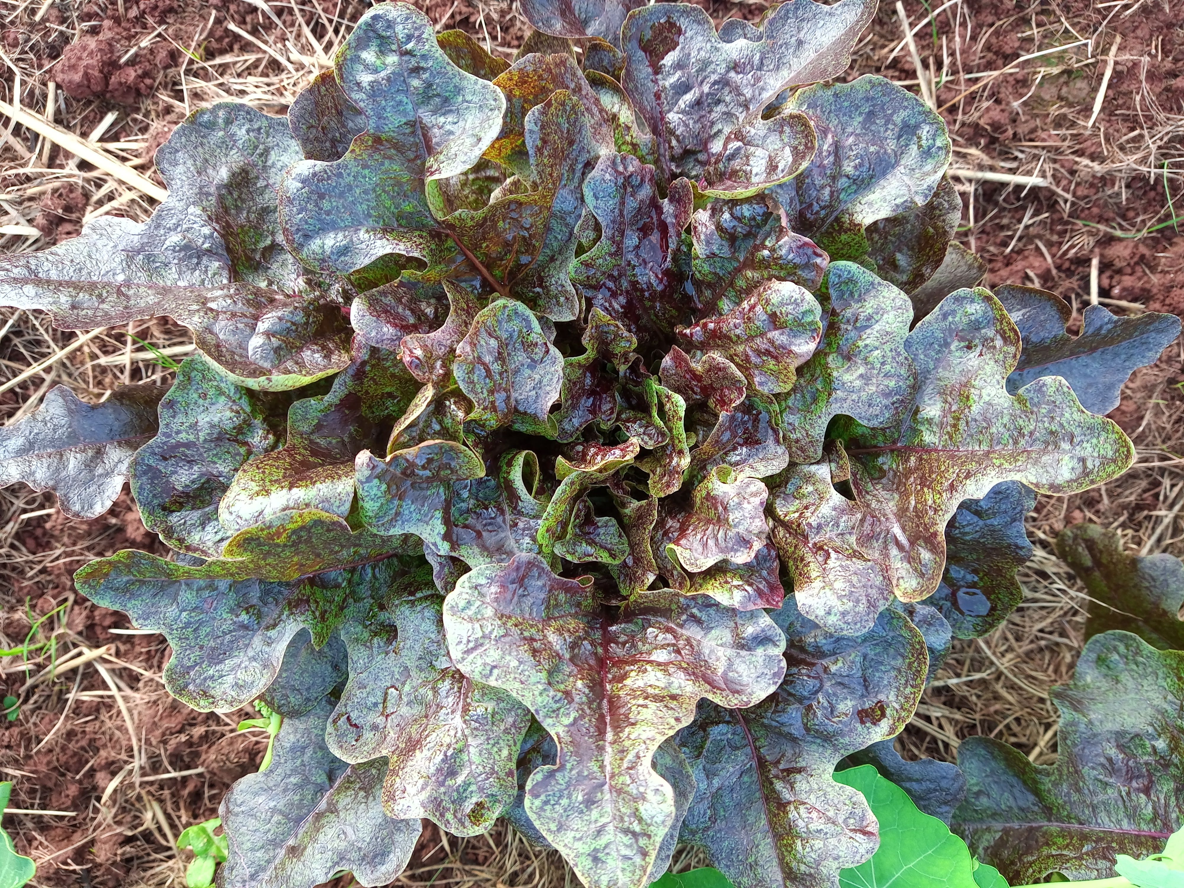 Image of Wholehead Lettuce