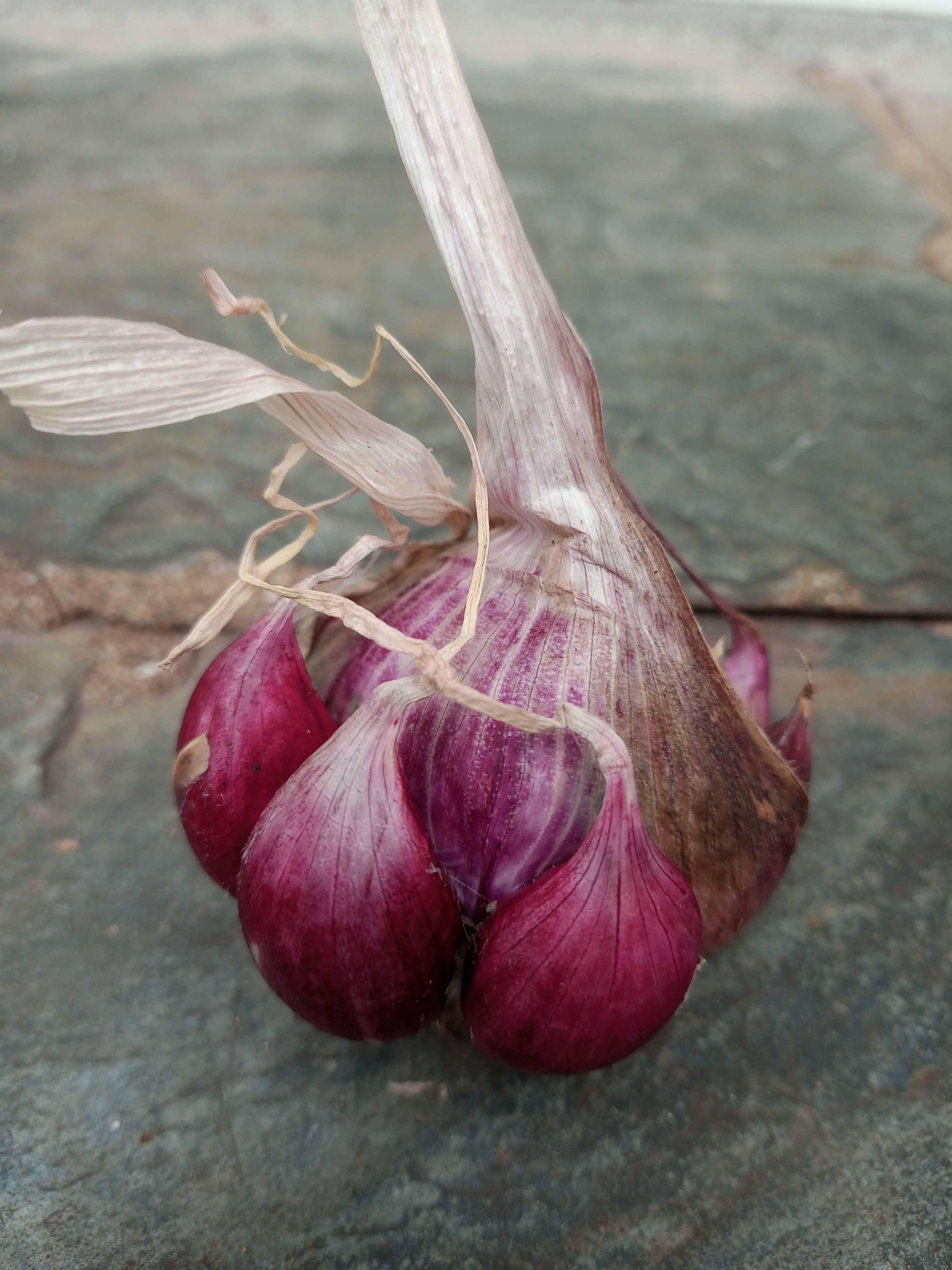 Image of Garlic - imperfect