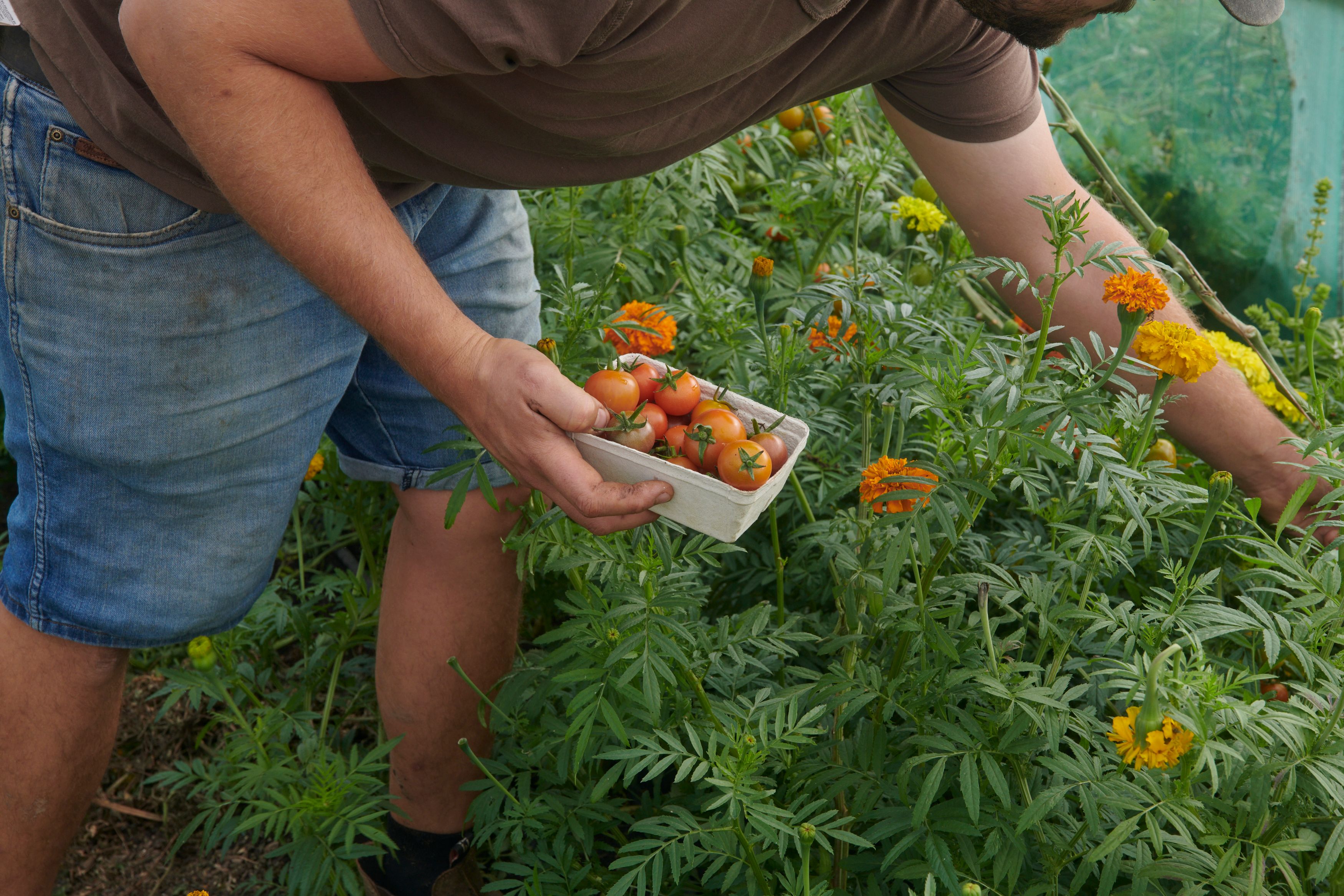 Image of Hael Produce