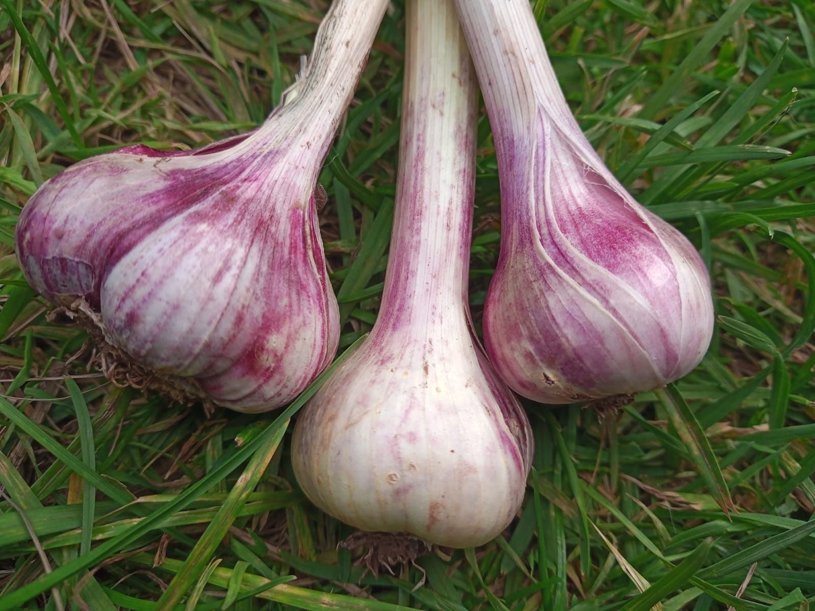 Image of Garlic