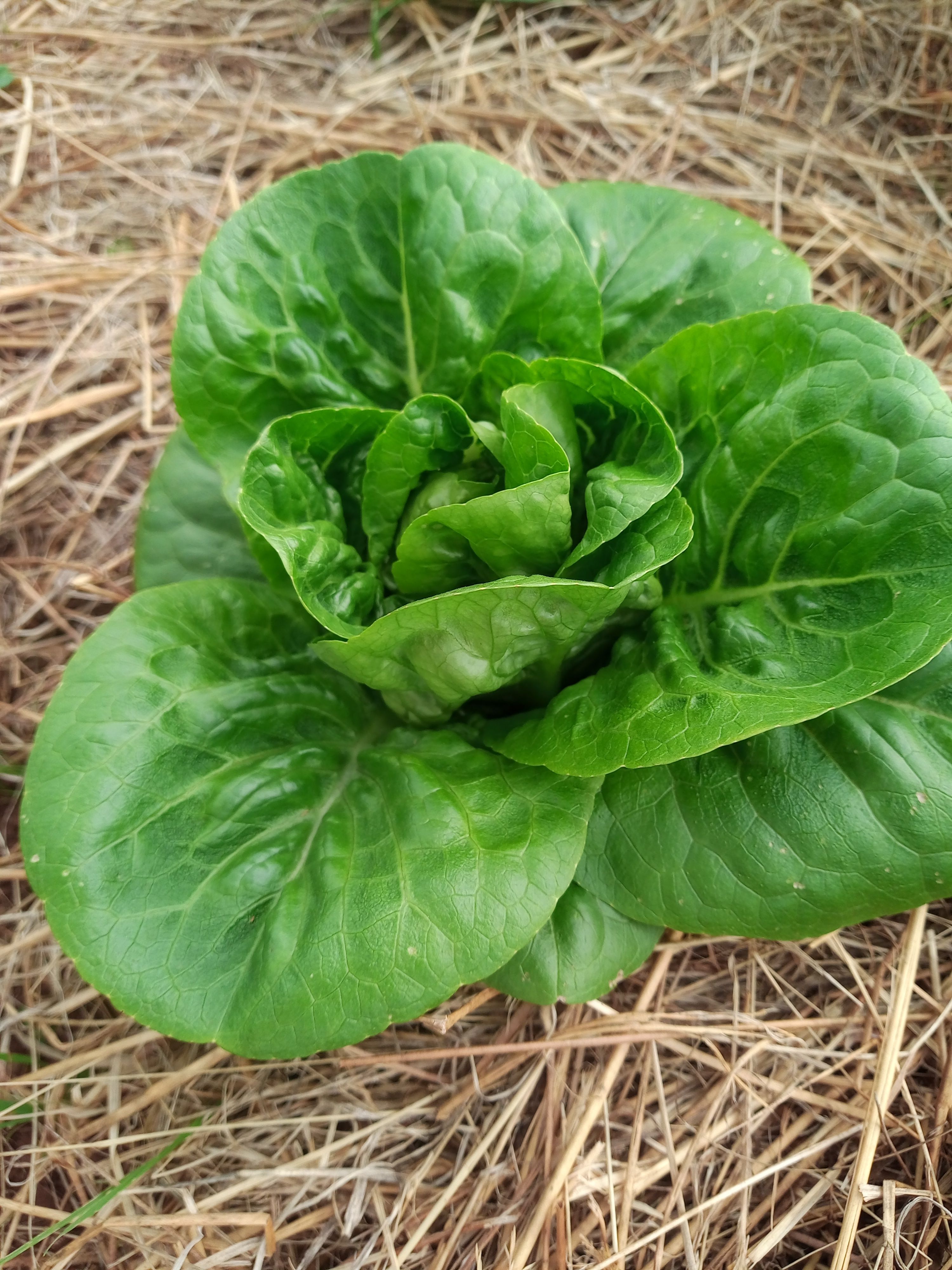 Image of Little Gem Lettuce