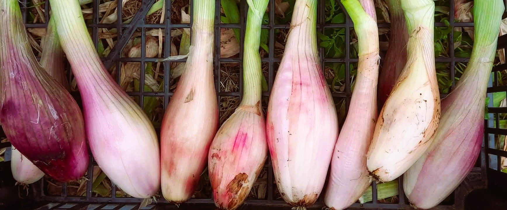 Image of Onion, Garlic, Leeks