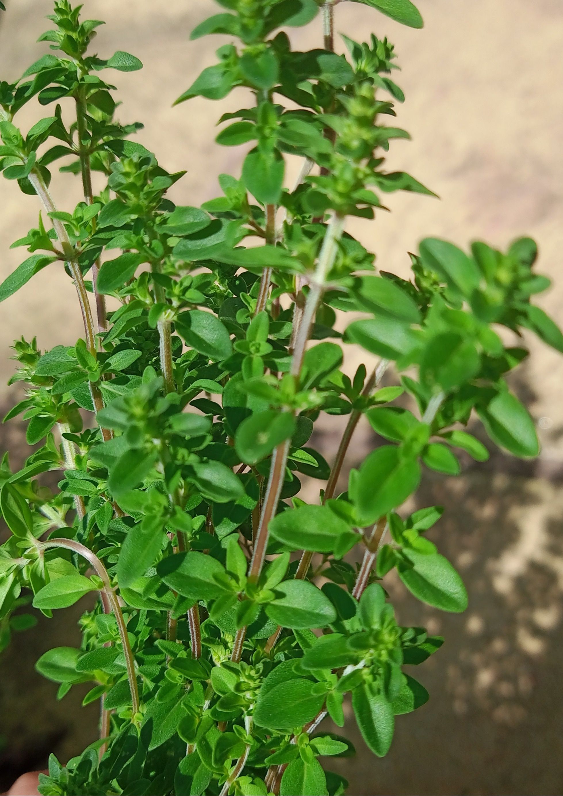 Image of Thyme
