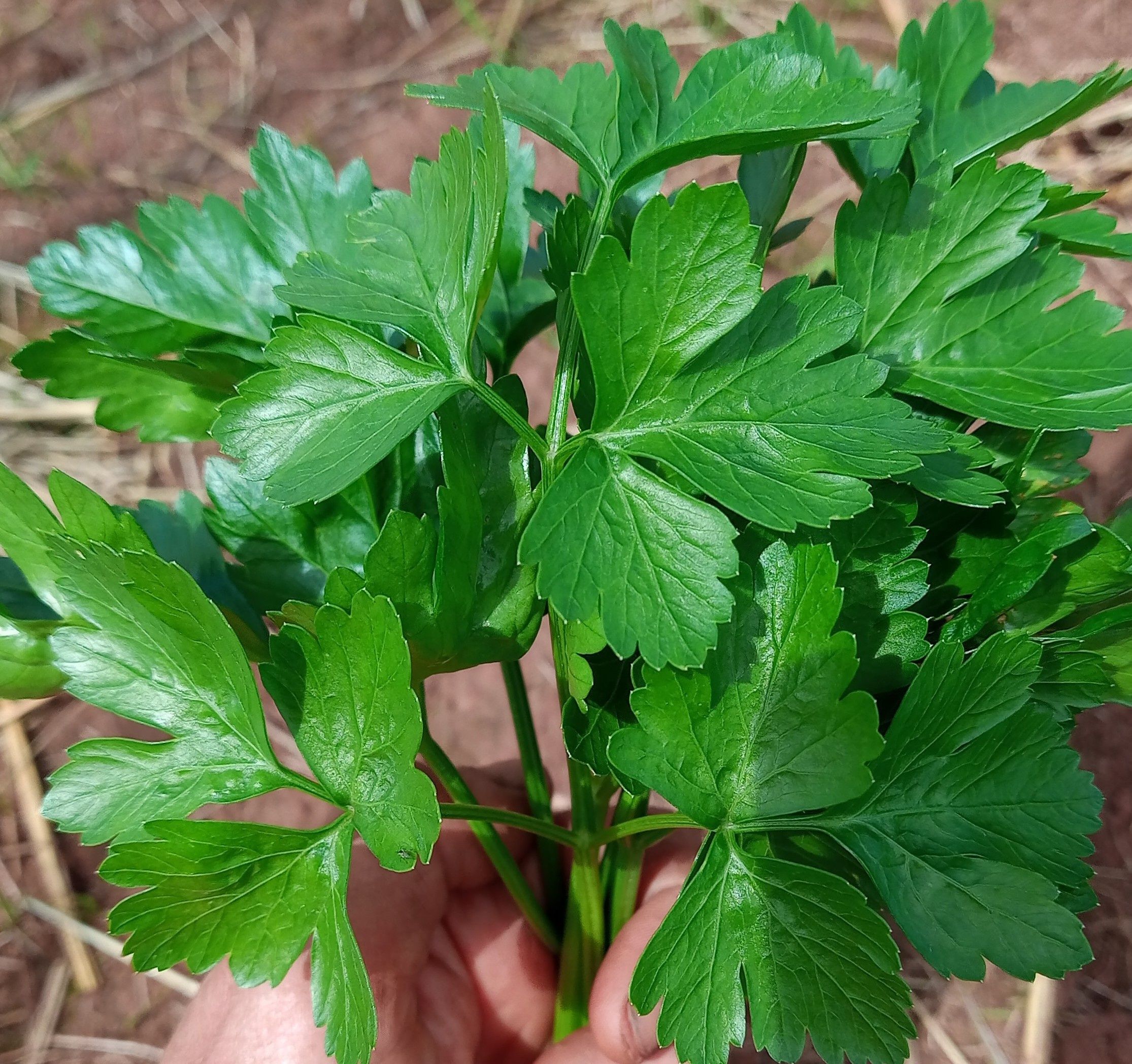 Image of Flat leafed Parsley