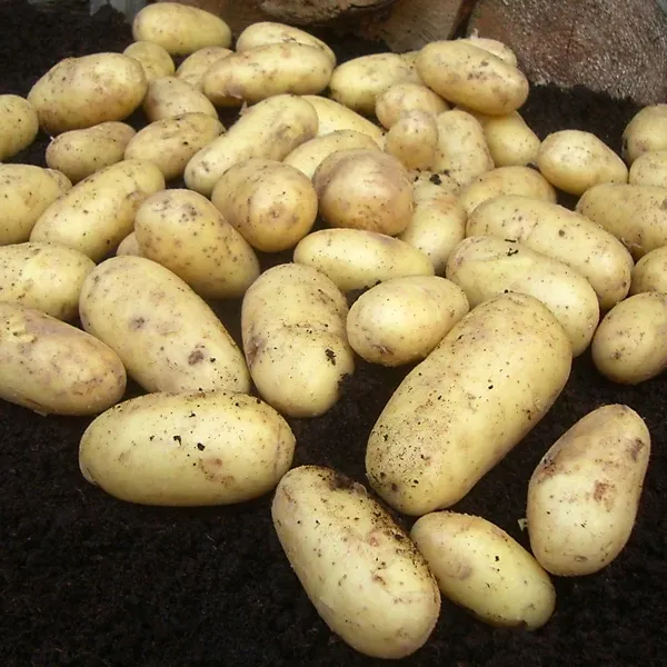 Image of Charlotte Potatoes