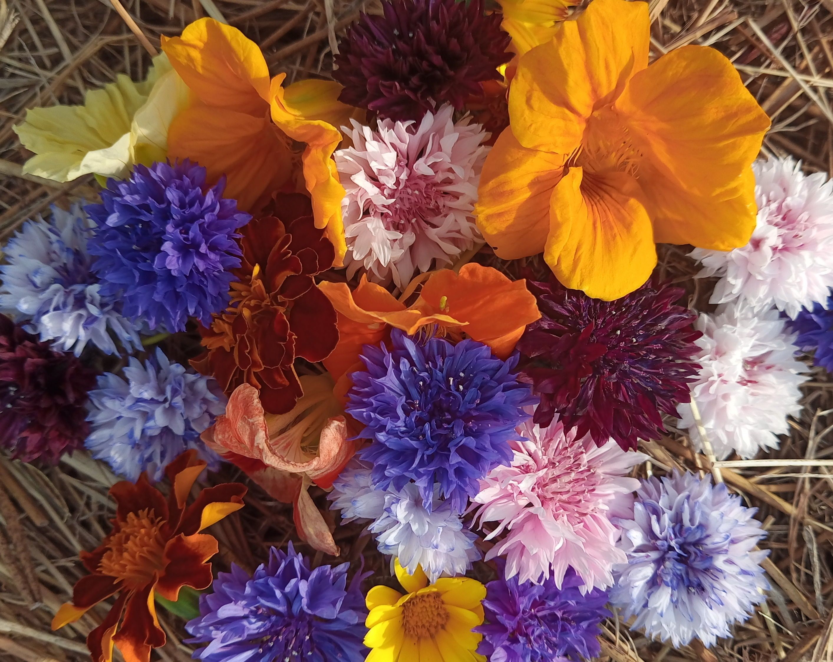 Image of Edible Flowers