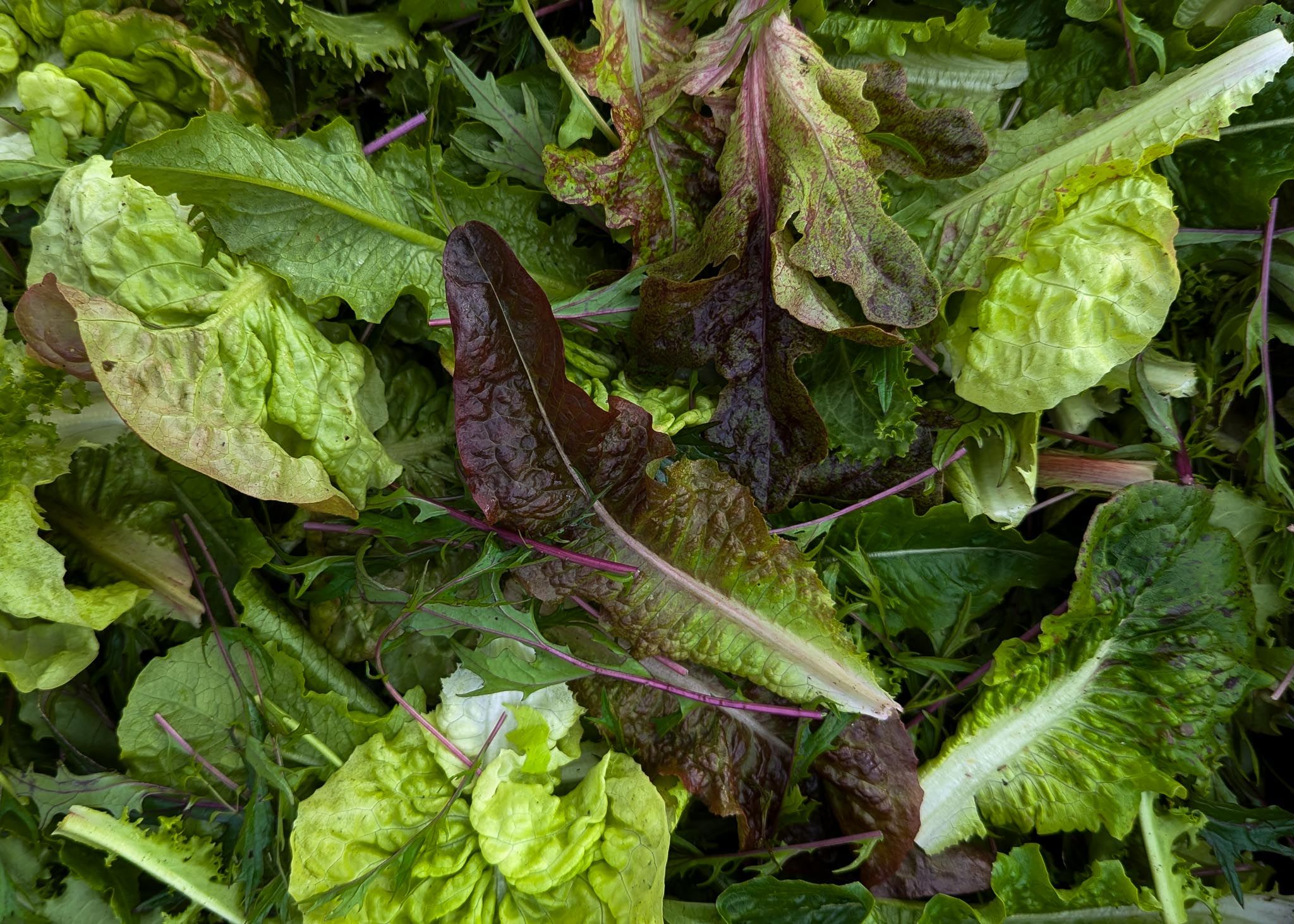 Image of Medium Veg Box